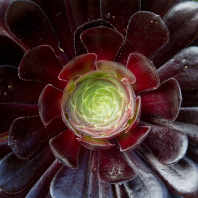 Aeonium 'Zwartkop'