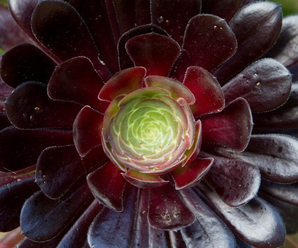 Aeonium 'Zwartkop'