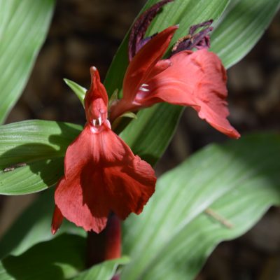 Roscoea purpurea 'Red Gurkha'