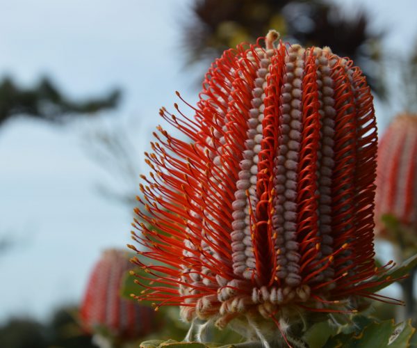 Banksia coccinea