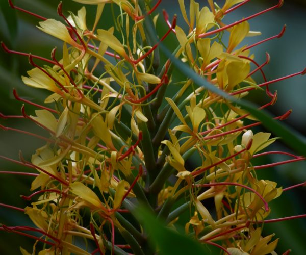 Hedychium gardnerianum