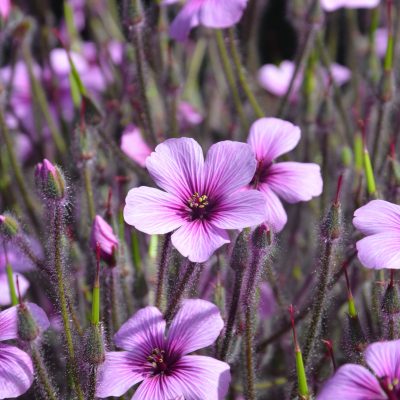 Geranium maderense