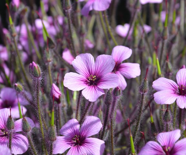 Geranium maderense