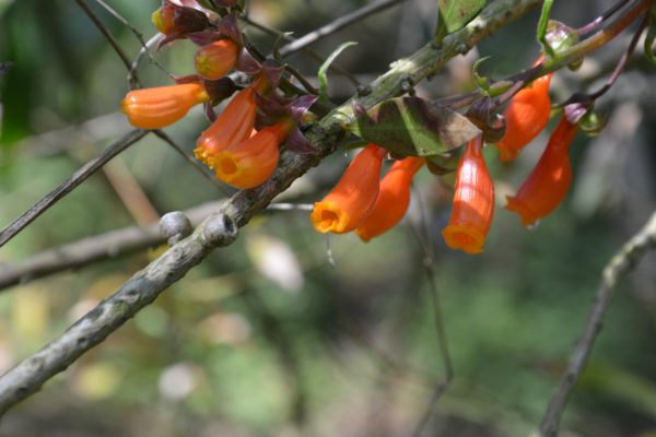 Eccremocarpus scaber