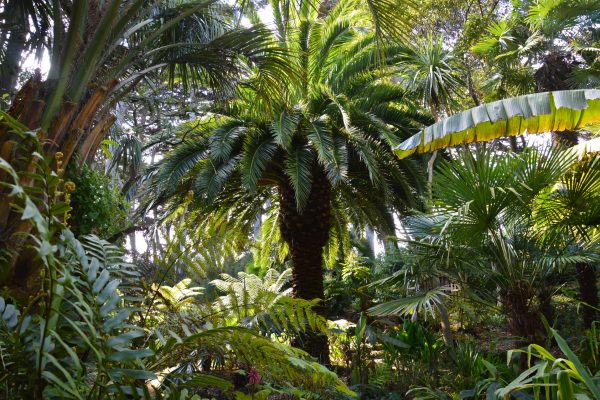 Palmeraie